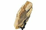 Dinosaur (Triceratops) Frill Shield Section w/ Stand - South Dakota #378594-4